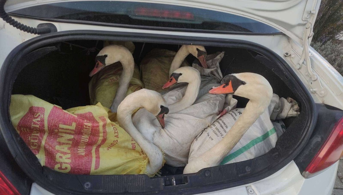 Edirne'de hayvan kaçakcılığı: Otomobilin bagajında kuğu bulundu