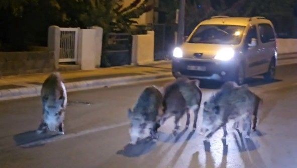 Tatil merkezinde yaban domuzu tehlikesi: Sürü halinde şehir merkezine indiler