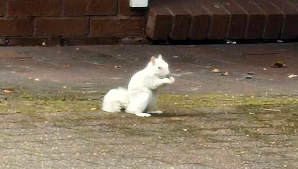 Yüz binde bir görülüyor! Albino sincap sokakta koşarken görüntülendi