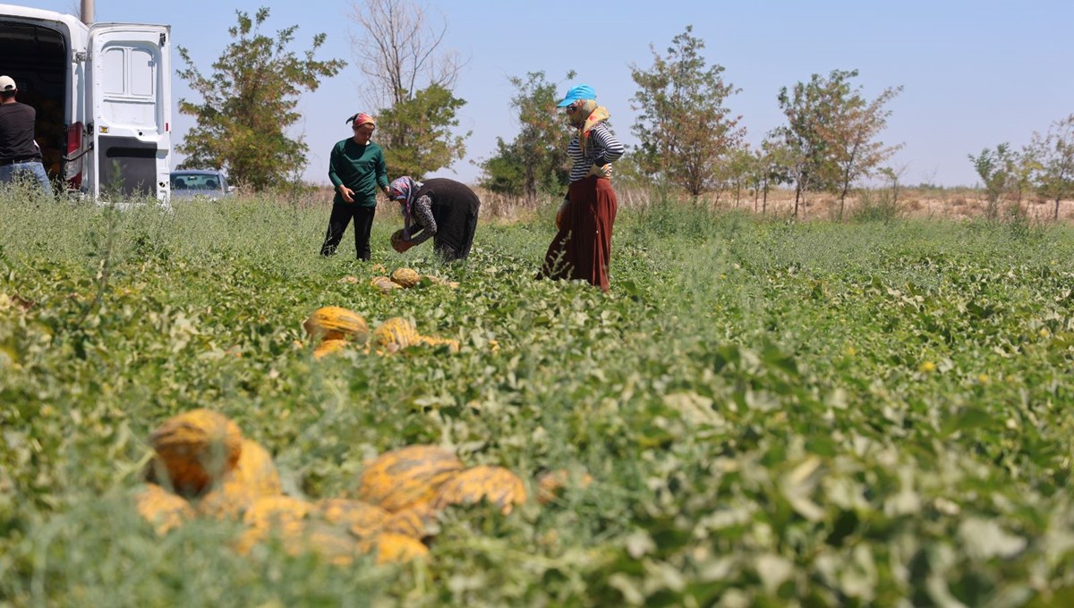 Dünya pazarına gönderiliyor! Tek tek elle toplanıyor: Tarlada 7, tezgahta 10 lira