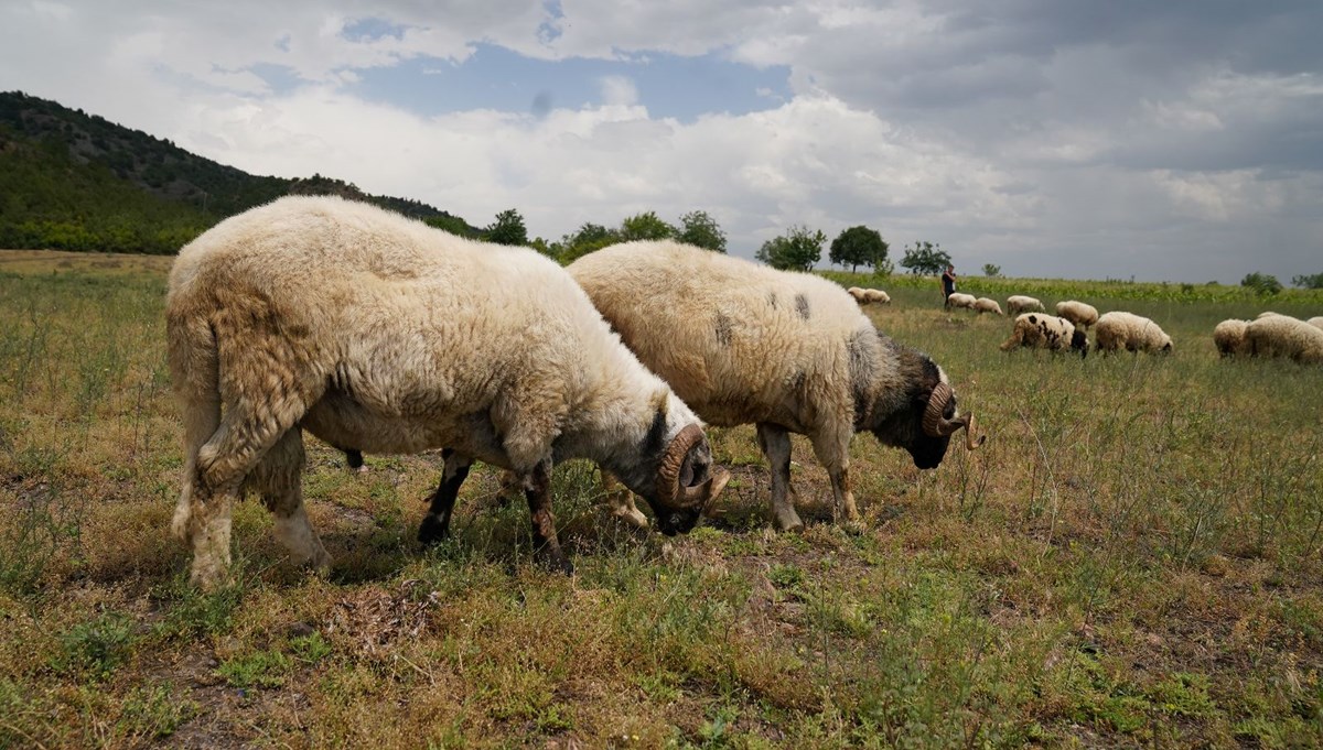 Tokat'ta ''mavi dil'' karantinası