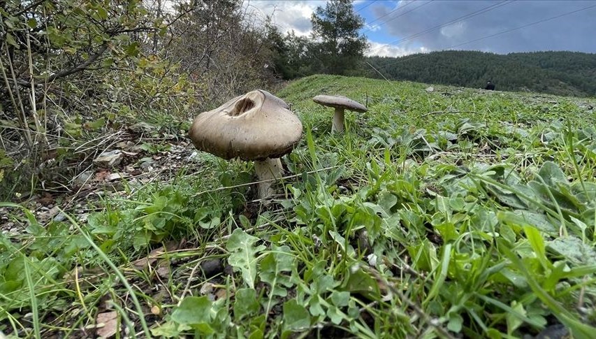 Sinop'ta mantar toplarken kaybolan kadın ormanda bulundu