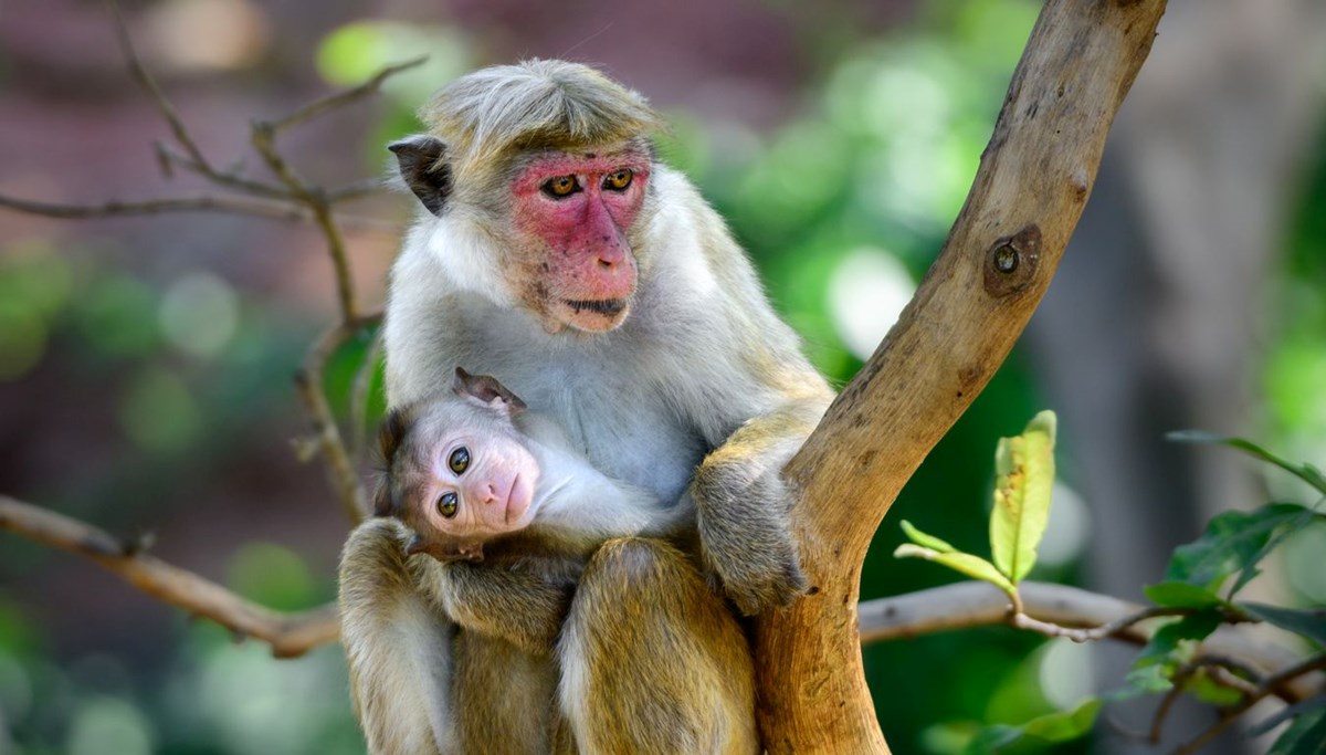 Sri Lanka'da ekonomik kriz: 100 bin makak maymununu satıyor