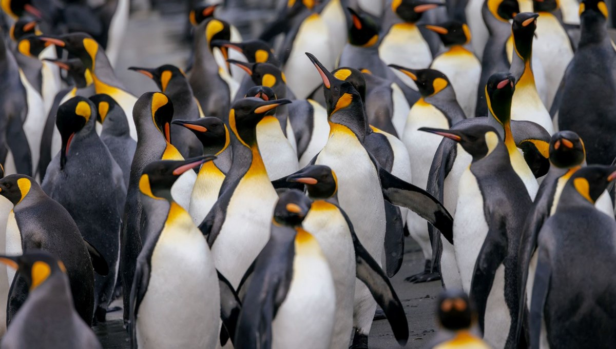 Kuş gribi yayılıyor: Penguenlerin nesli tehlike altında mı?