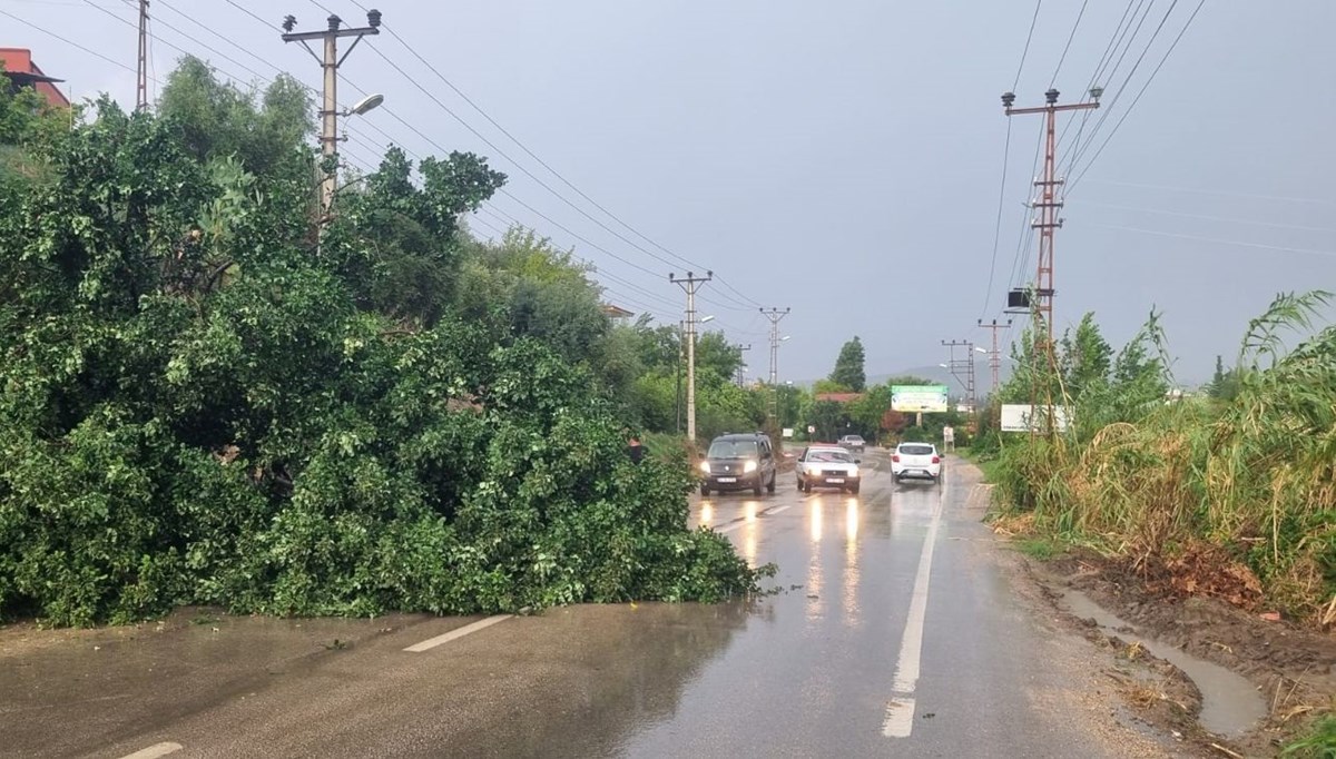 Adana'da fırtına ağaç devirdi