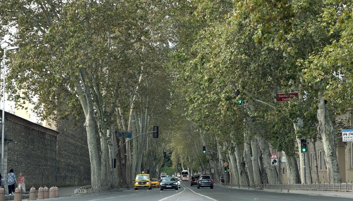 Dolmabahçe ve Çırağan Caddesi'ndeki çınar ağaçları yenilendi