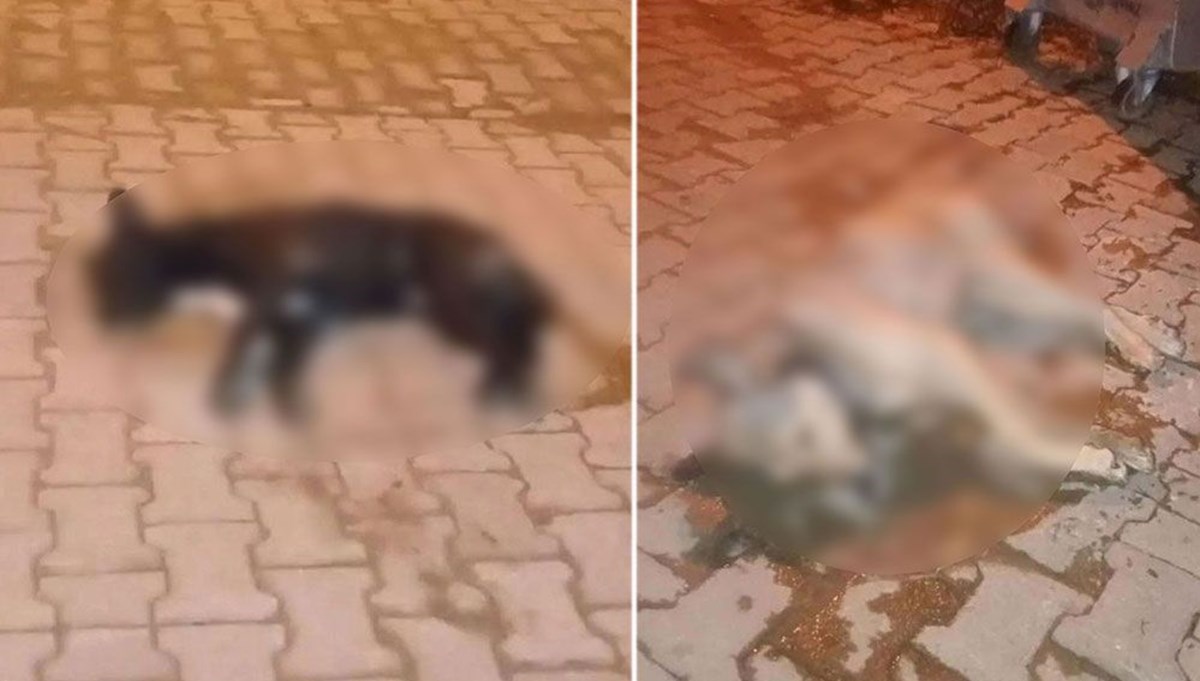 Aydın'da 5 sokak köpeği zehirlendi