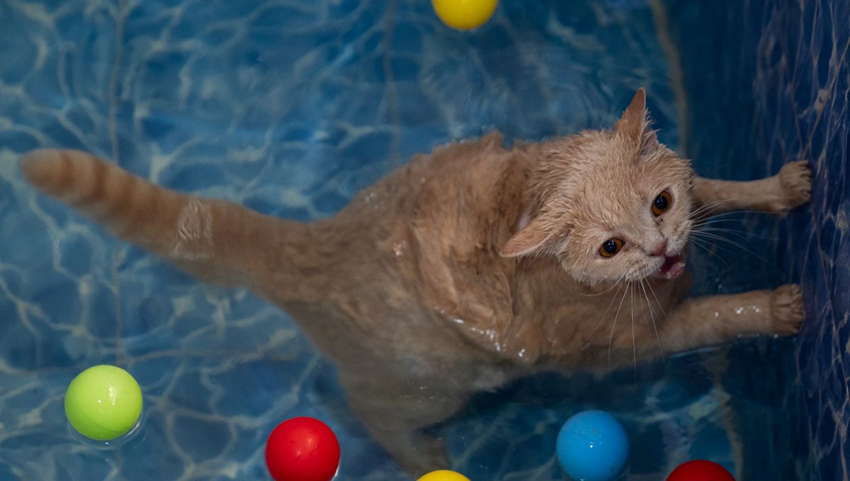 Obez kedi Ekmek arkadaşı Şiraz'ın yolunda: Yüzmekten nefret ediyor