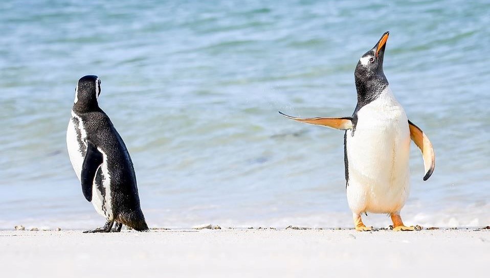 Dünyada hiç kalmadı! Gerçek penguenlerin nesli yıllar önce tükenmiş