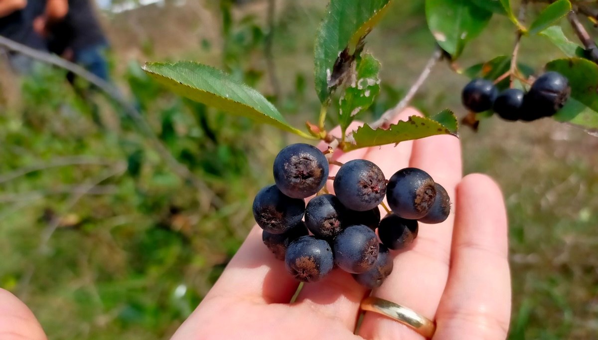 Aronya hasadı başladı! Bir salkımında binbir şifa var