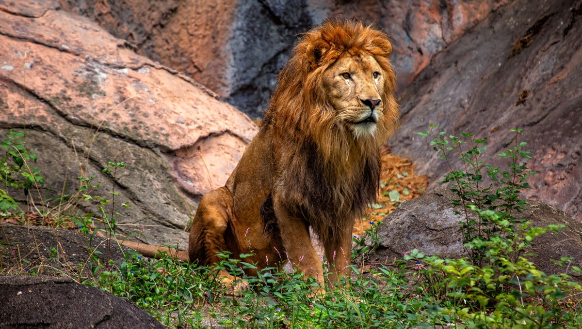 Japonya'daki safari parkta aslanın saldırdığı hayvan bakıcısı öldü