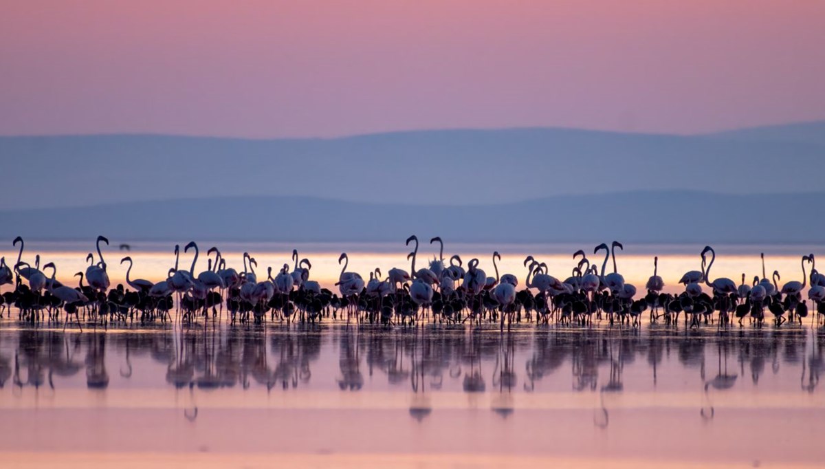 Allı turnanın diğer adı nedir? Allı turna ve flamingo aynı mı?