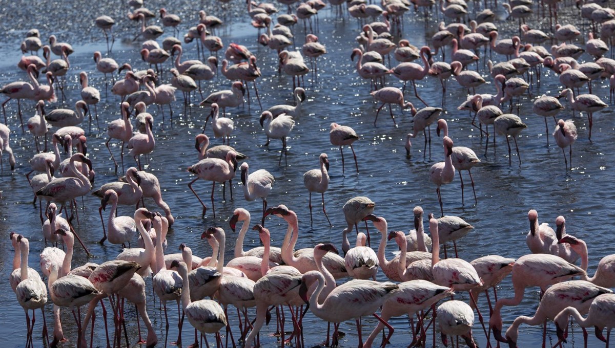 Afrika sahillerinde bir flamingo cenneti: Walvis Bay Lagünü