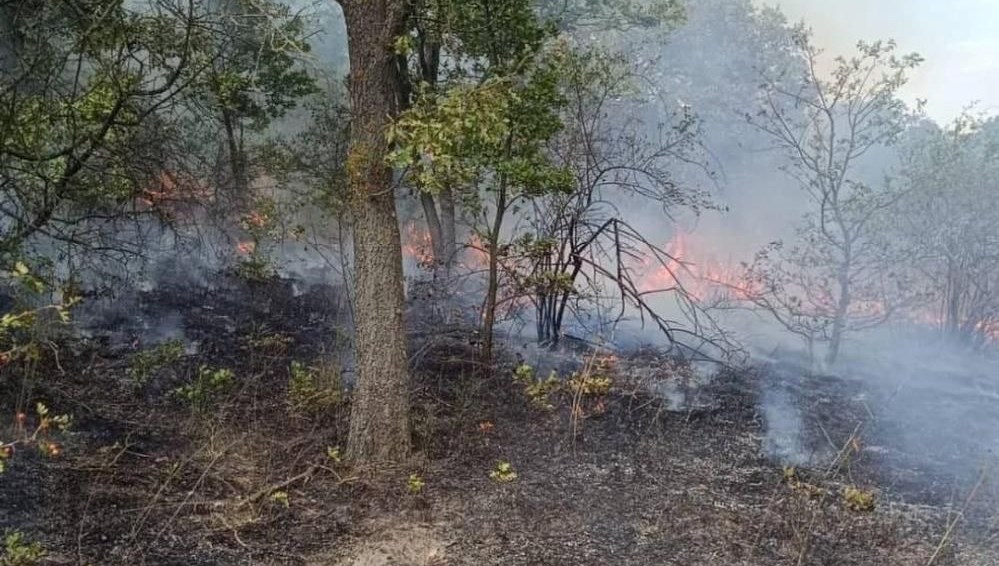 Kırklareli’nde orman yangını