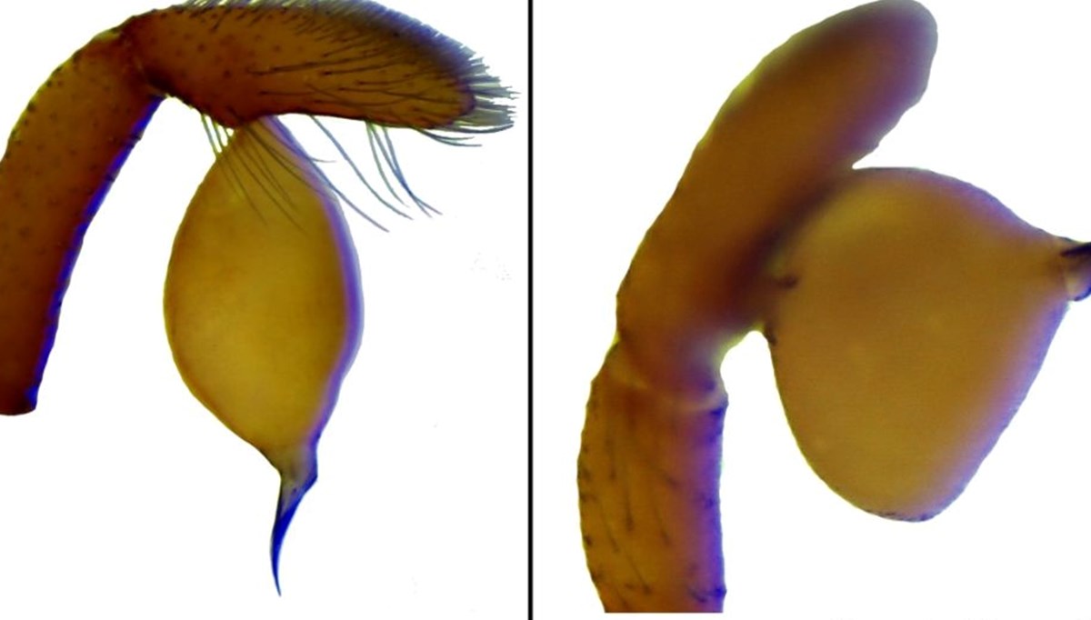Antalya'da 8 yeni örümcek türü keşfedildi