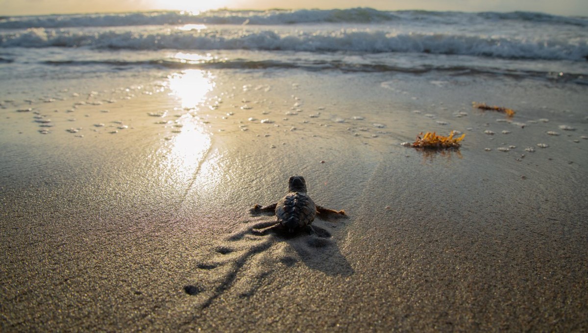 Sıcaklıklar ekosistemi etkiledi: Caretta carettaların cinsiyeti değişti