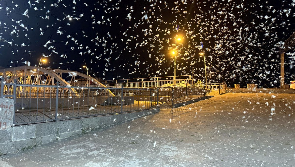 Ardahan'da mayıs sineklerinin 