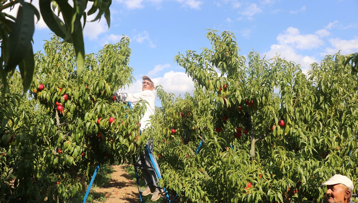 Bilecik'te yetişiyor, değerini Ruslar biliyor! Avrupa ülkelerine de gönderiliyor: Tadı ve aromasıyla dikkat çekiyor