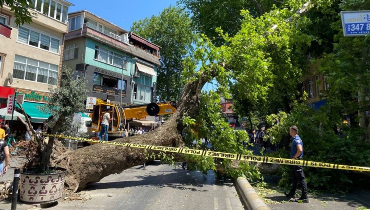 İstanbul'da 20 metrelik çınar ağacı yola devrildi