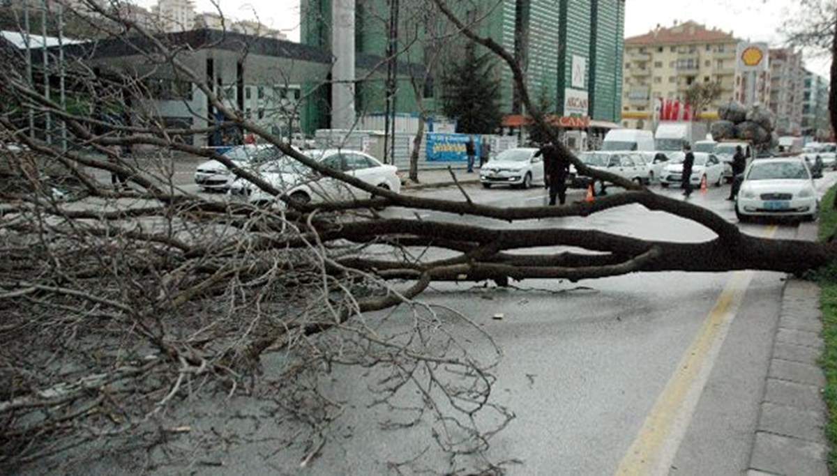 Bolu’da yaya yoluna ağaç düştü: 1 yaralı