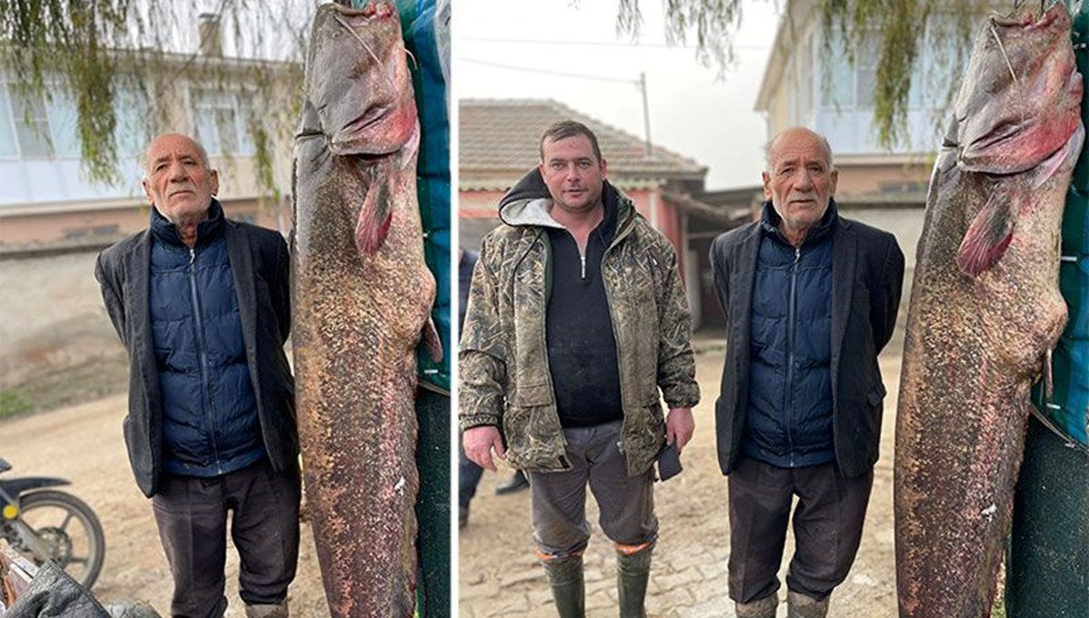 Meriç Nehri'nde dev yayın balığı yakalandı