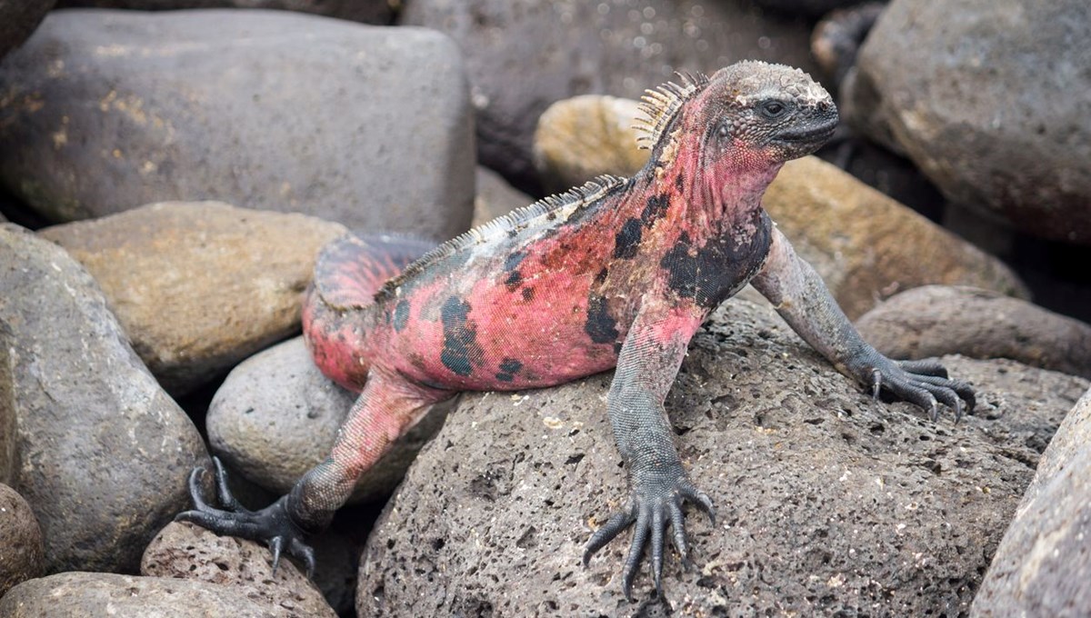 Galapagos Adaları'nda 10 yıl sonra ilk kez pembe iguana yavruları görüntülendi