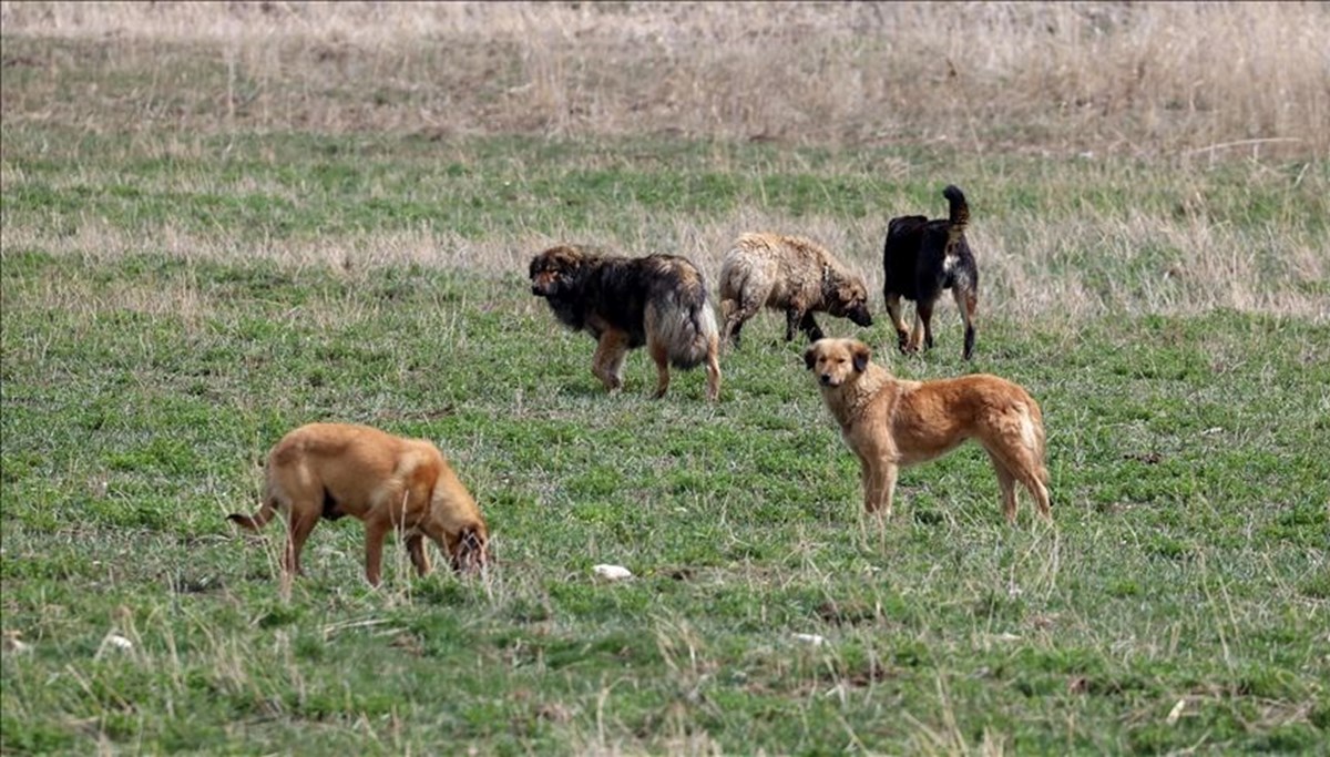 Bingöl'de sahipsiz köpeğin saldırdığı çocuk yaralandı