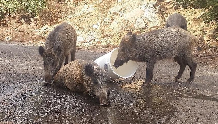 Bilmeden domuz eti yemek günah mıdır? (Diyanet'e göre haram ve helal olan ürünler)