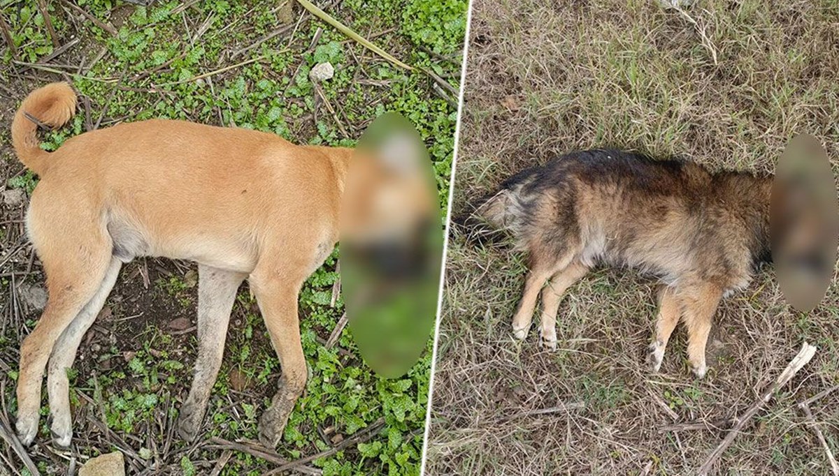 Aydın'da köpek katliamı büyüyor