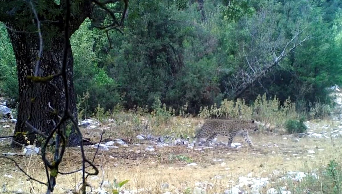 Anadolu parsı fotokapanda