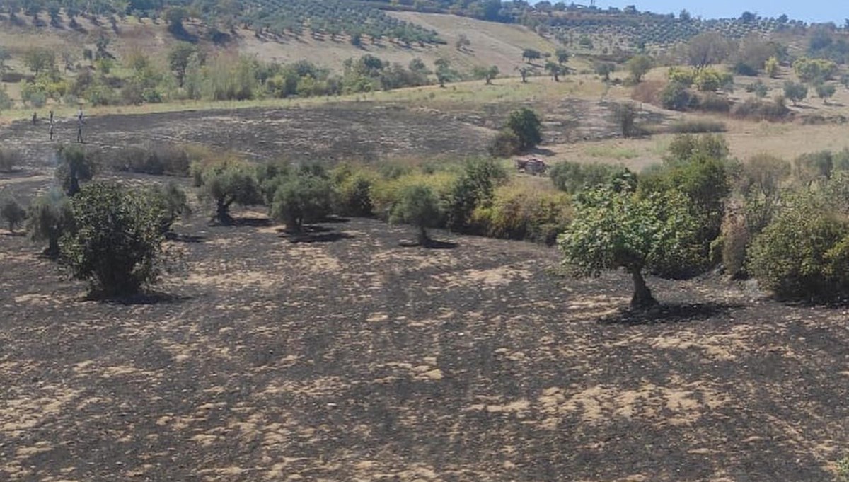 Hatay Altınözü’nde zeytinlik yangını