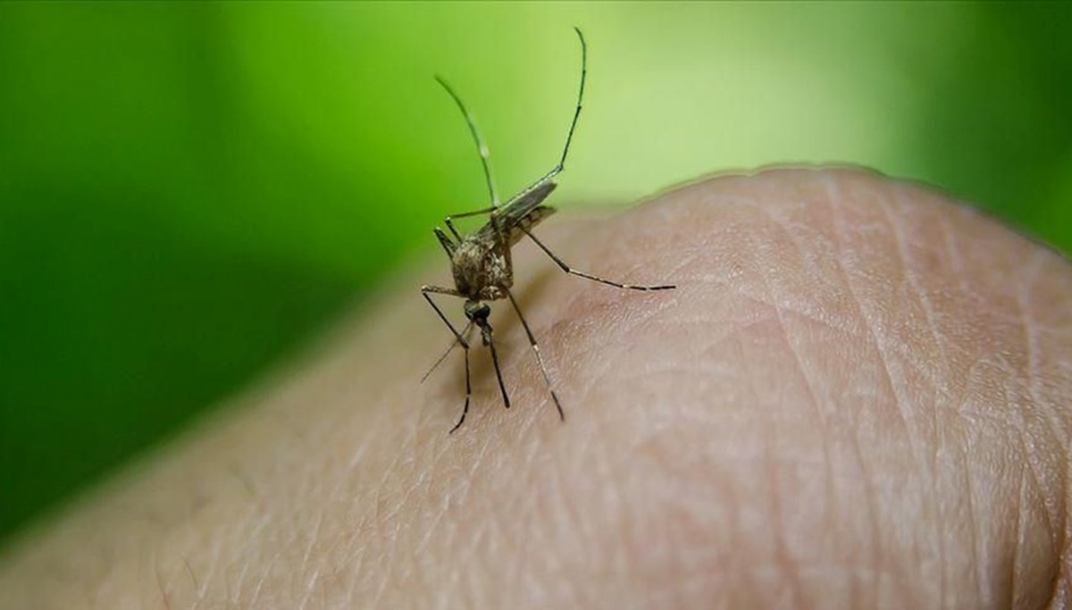 Peru'da dang humması nedeniyle acil durum ilan edildi