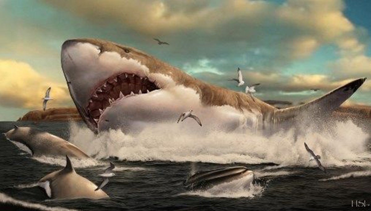 Bilim insanları dünyanın ilk korunmuş Megalodon dişini keşfetti