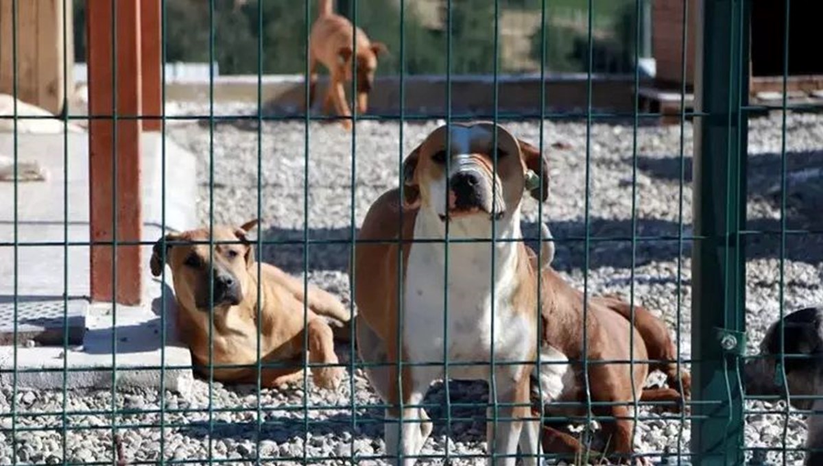 HAYTAP'tan başıboş hayvan düzenlemesine tepki: Meclis'e gelirse insanlar ayaklanır