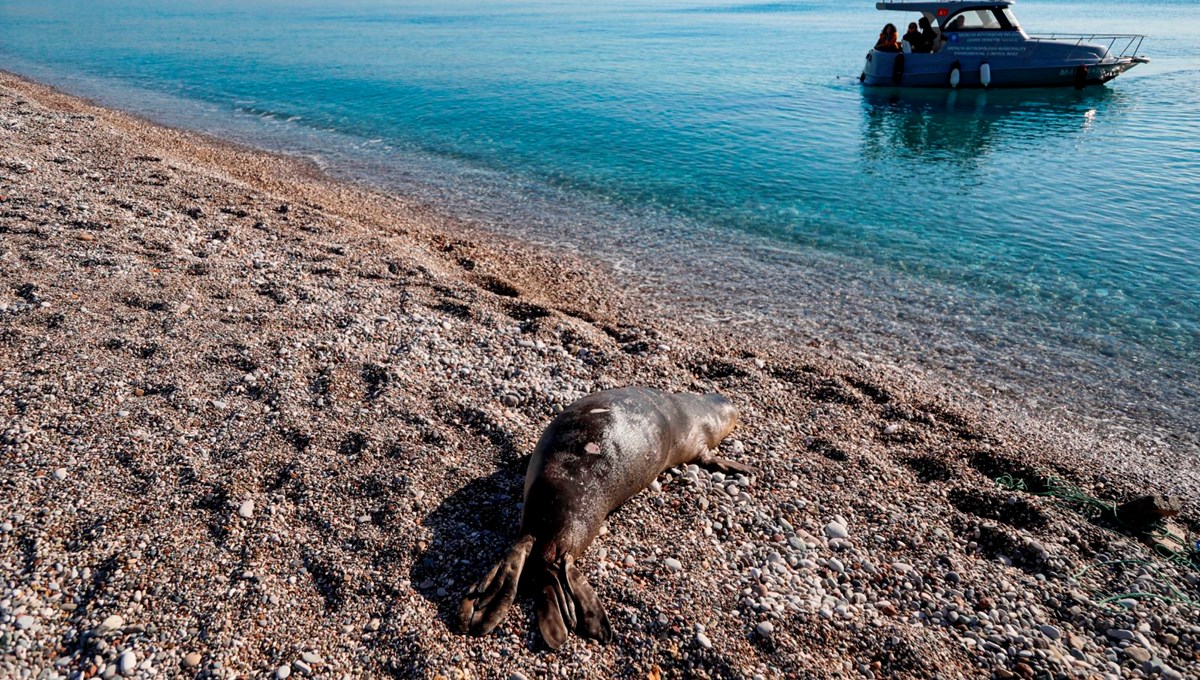 Antalya'nın Konyaaltı sahili açıklarında ölü yavru Akdeniz foku bulundu