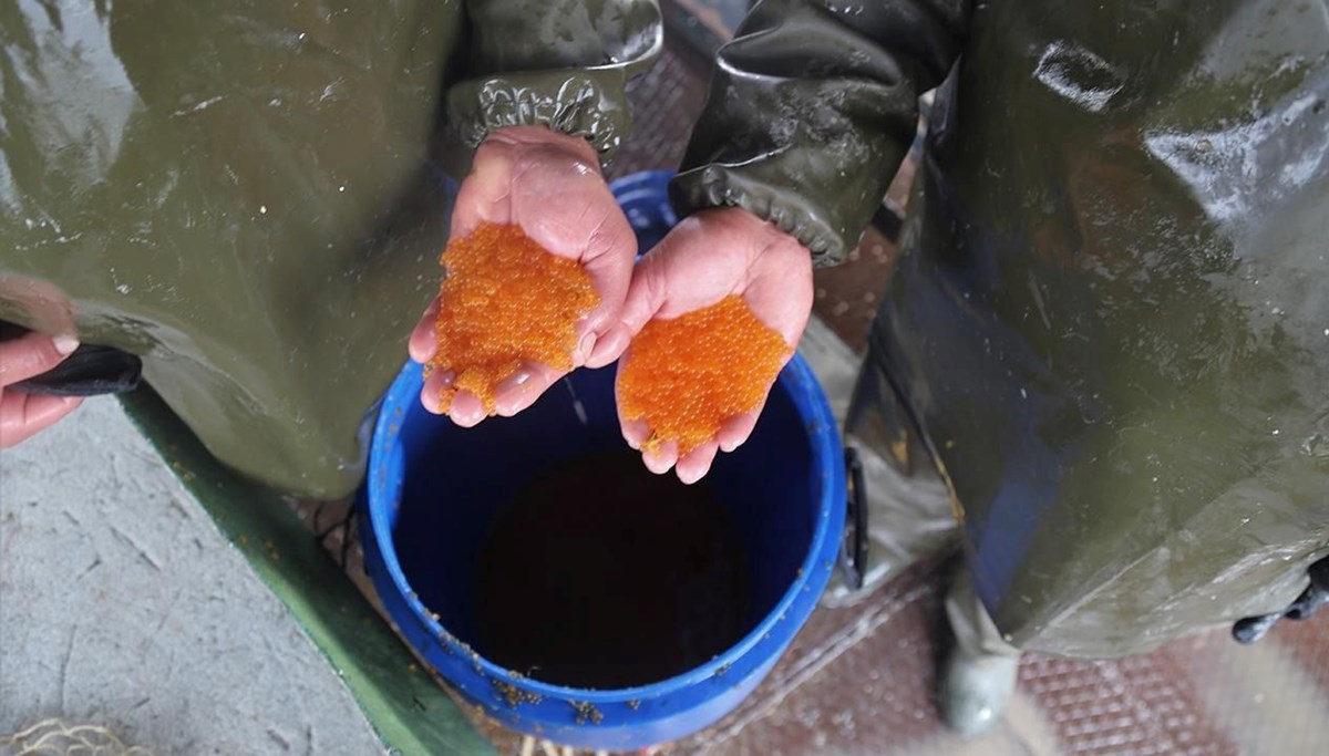 Ülkeye kaçak yollarla havyar sokan sanığa hapis istemi