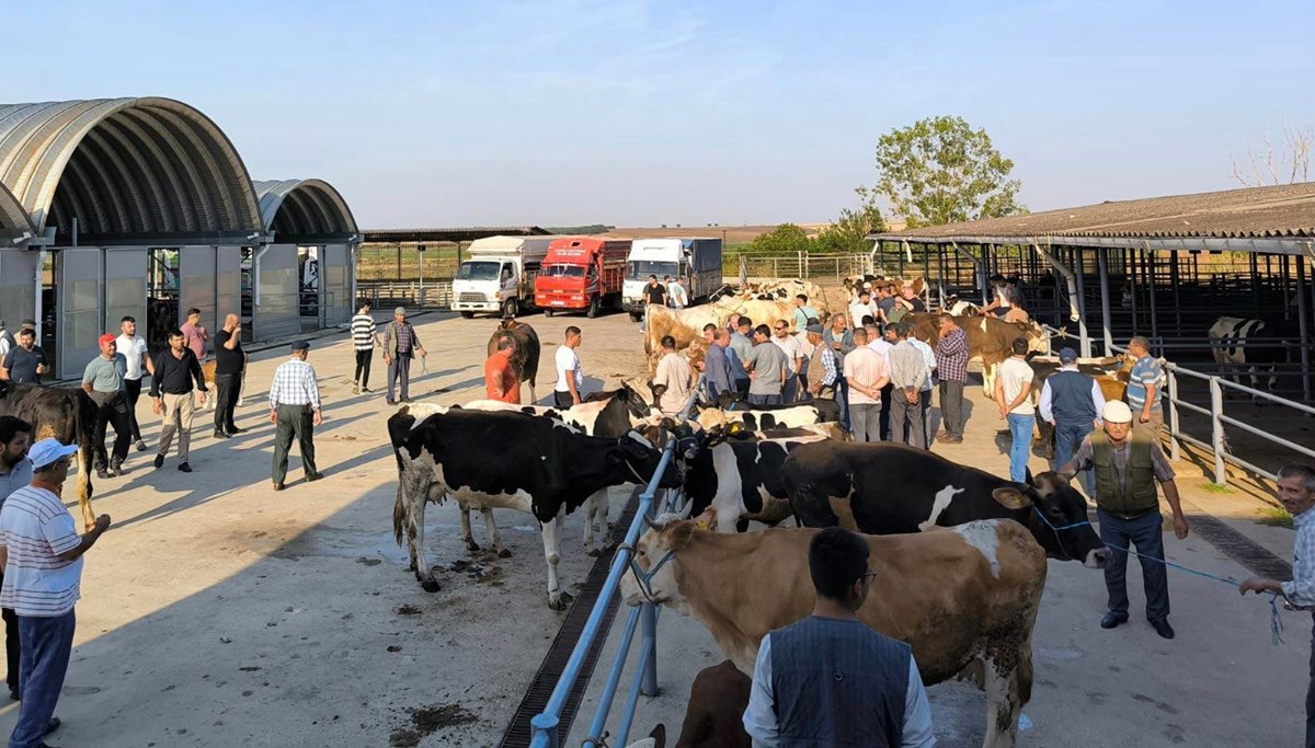 Keşan'da çiçek ve şarbon hastalığı görüldü: Hayvan pazarı kapatıldı