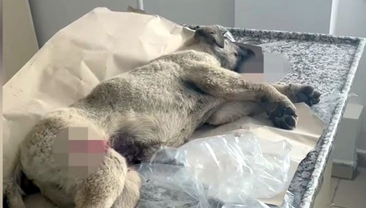 Trafik polislerinin yolda yaralı bulduğu köpek, tedaviye alındı