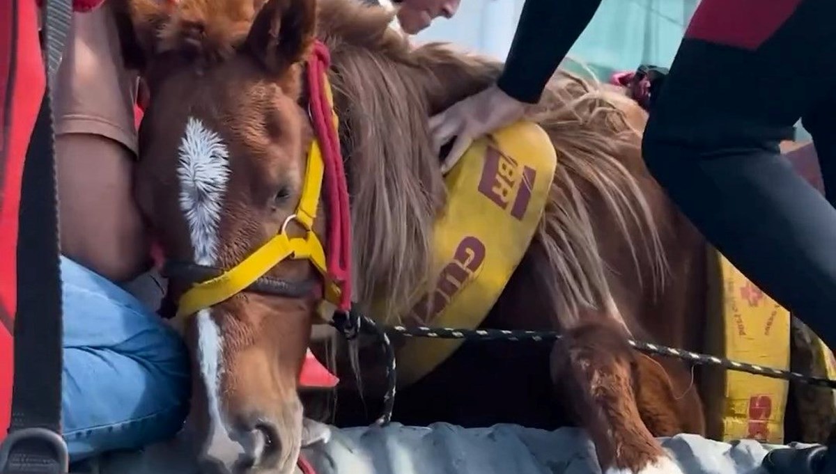 Brezilya'da sel felaketi: Milletvekili ve meclis üyesi, yüzlerce hayvanı selden kurtarıyor