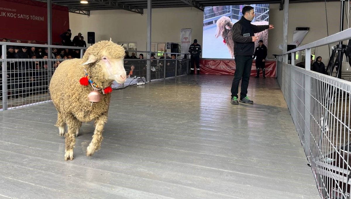 Merinos koçu 150 bin liradan satıldı