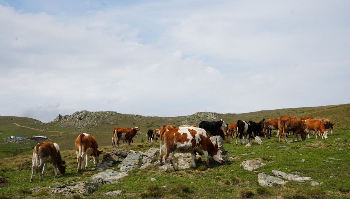 2 bin 200 rakımda bulunan yaylaya çıkıyorlar: 