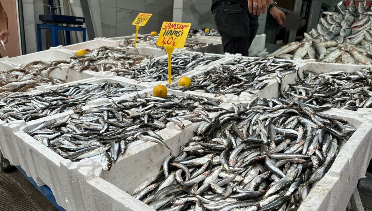 Karadeniz'de hamsi bolluğu: Kilosu 40 TL