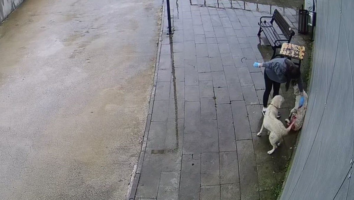 Tüfekle vurulan köpek hastaneye sığındı