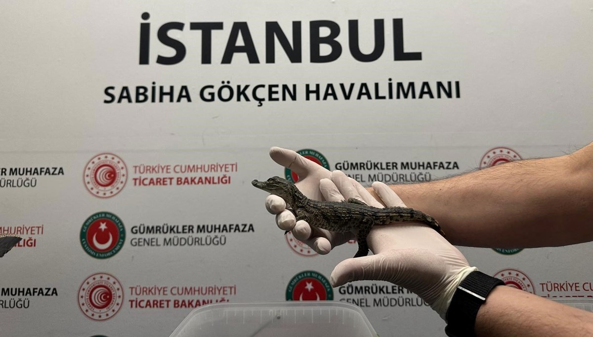 Havalimanında canlı hayvan operasyonu: Çantasından onlarca timsah ve kertenkele çıktı