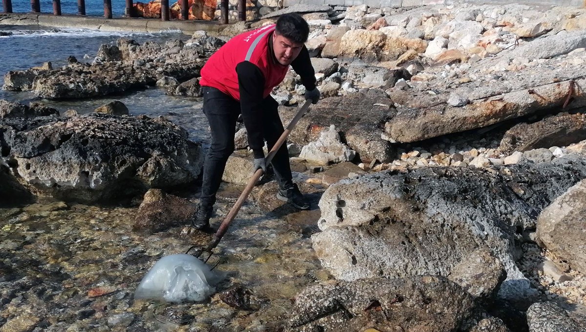 Sahile ölü denizanaları vurdu, uzmanlar uyardı: Dokunmayın