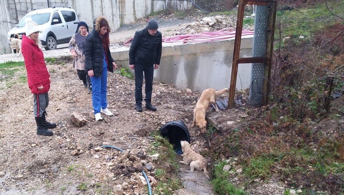 Kastamonu'da tüfekle vurulan 2 köpek tedavi altına alındı