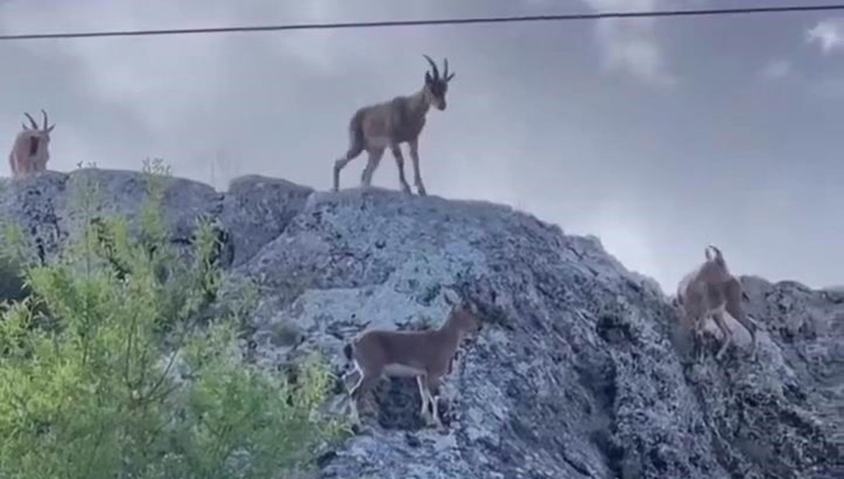 Koruma altındaki dağ keçileri sürü halinde görüntülendi