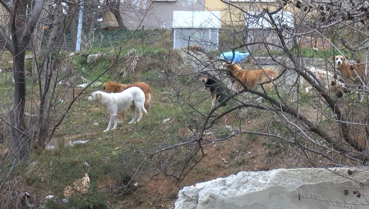 Okul yolunda köpek saldırısı