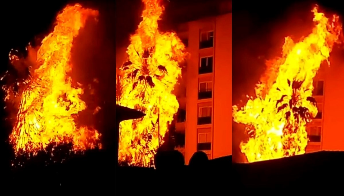 Alev topuna dönen palmiye ağaçları korku dolu anlar yaşattı