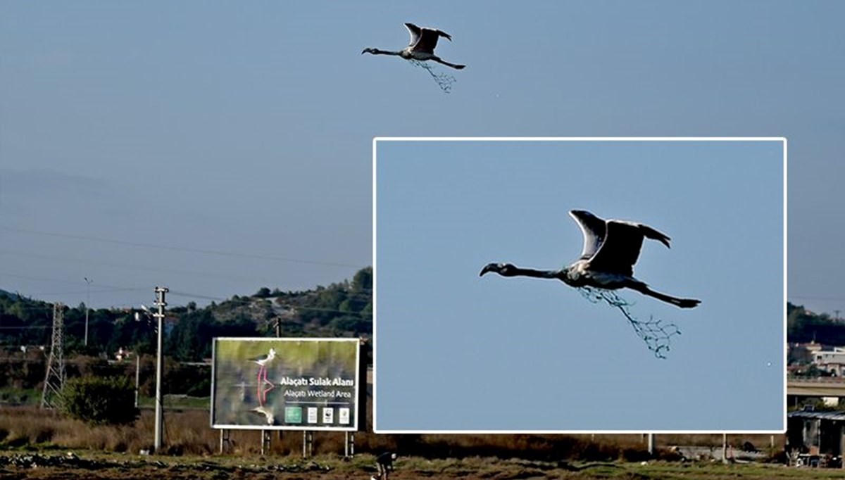 Flamingo boynuna takılan balıkçı ağıyla uçmaya çalıştı!